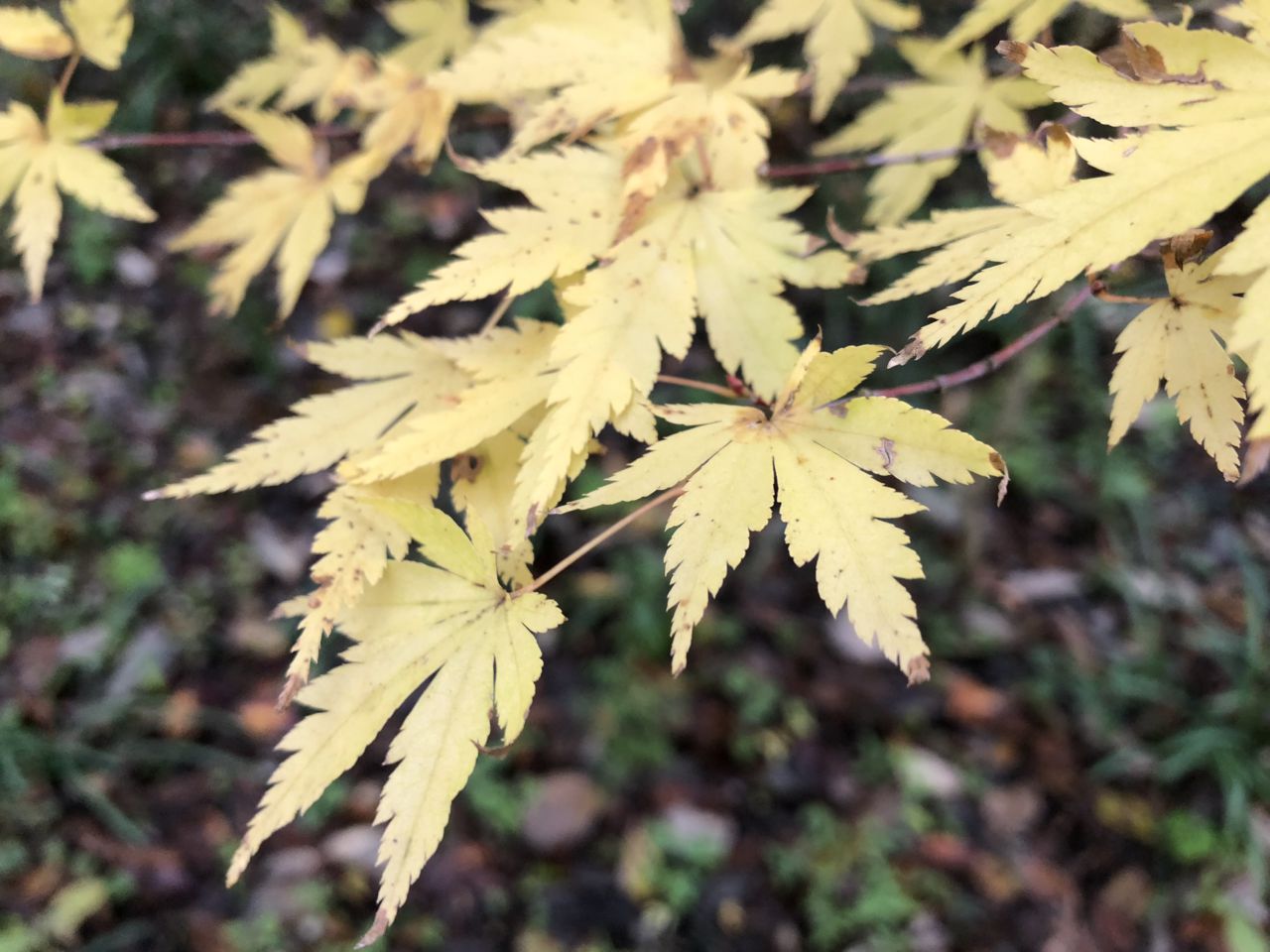11月21日 紅葉情報
