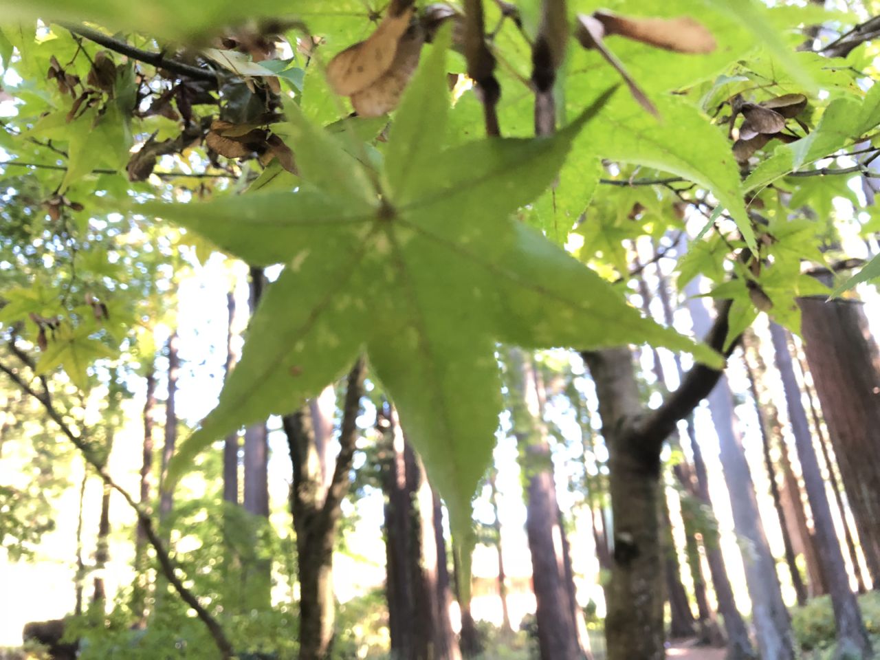 11月23日 紅葉情報