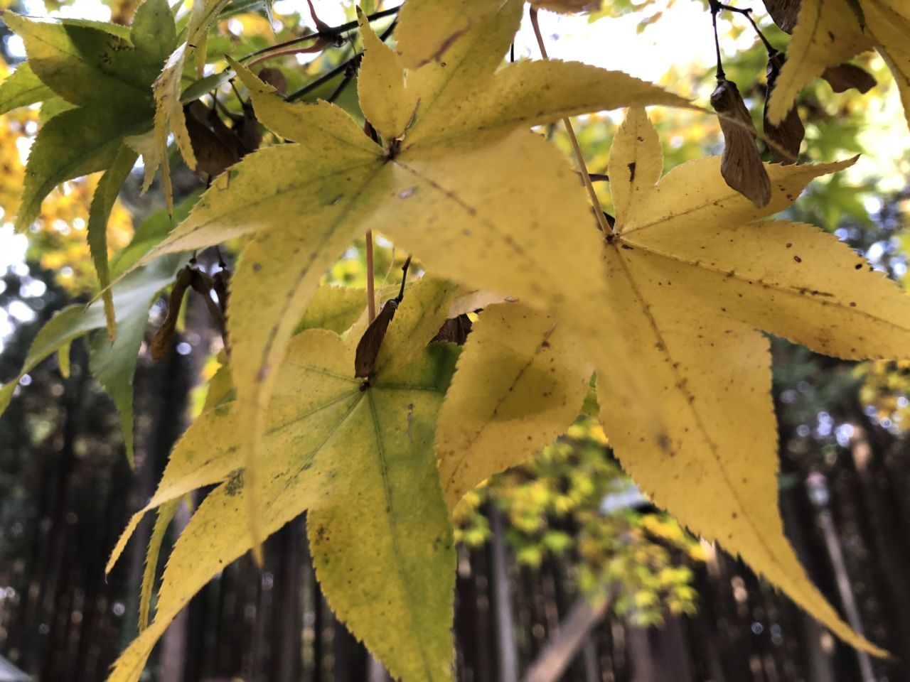 11月26日 紅葉情報