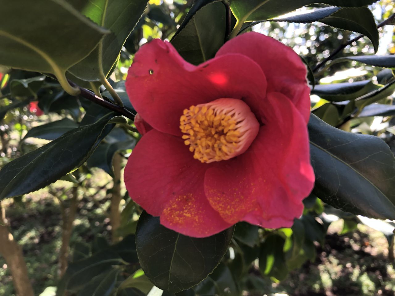 椿園開花情報