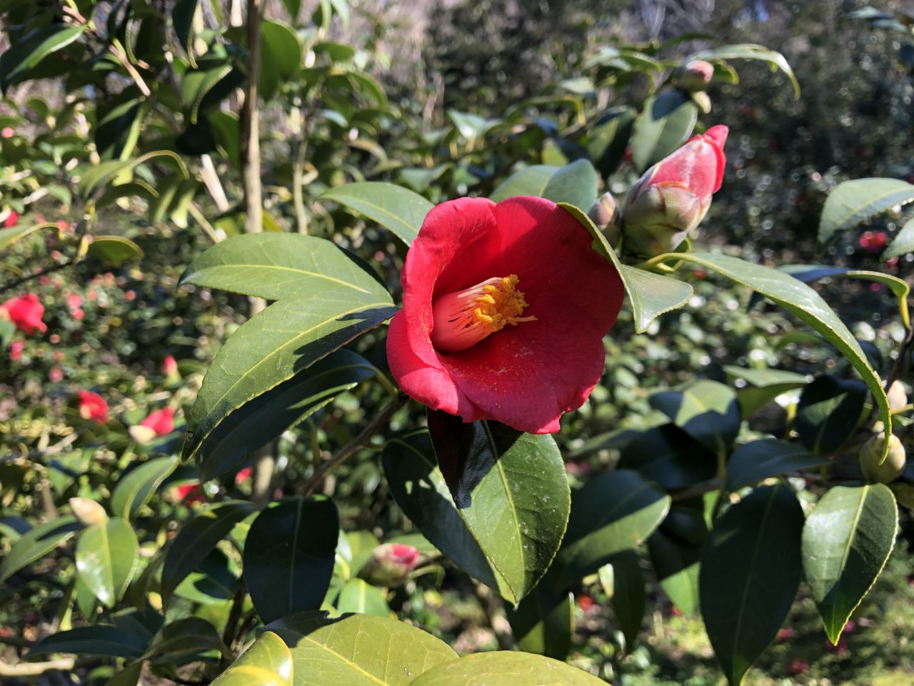 椿園開花情報(3/9)
