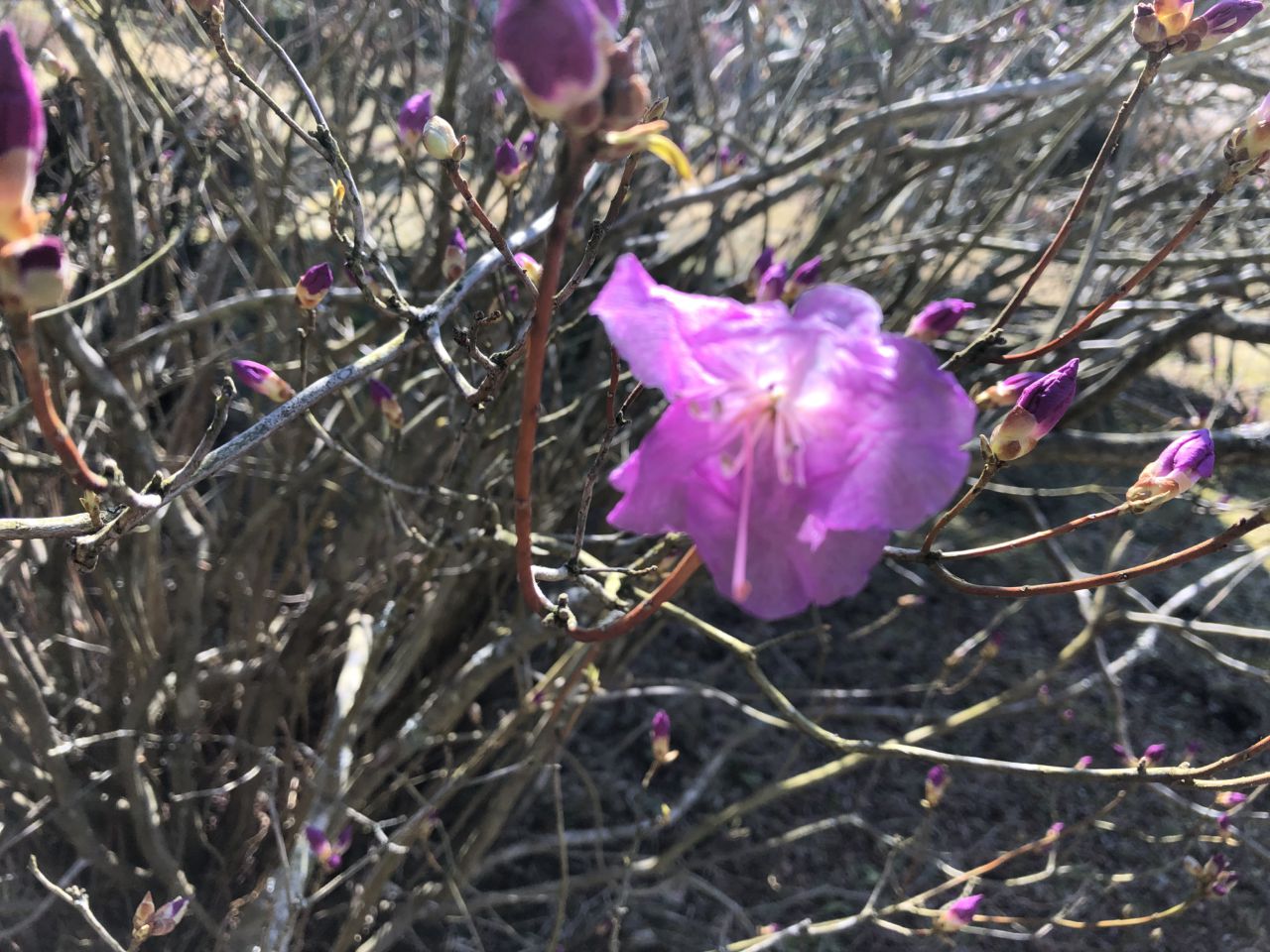 園内の花たち(3/9)現在の開花情報#73