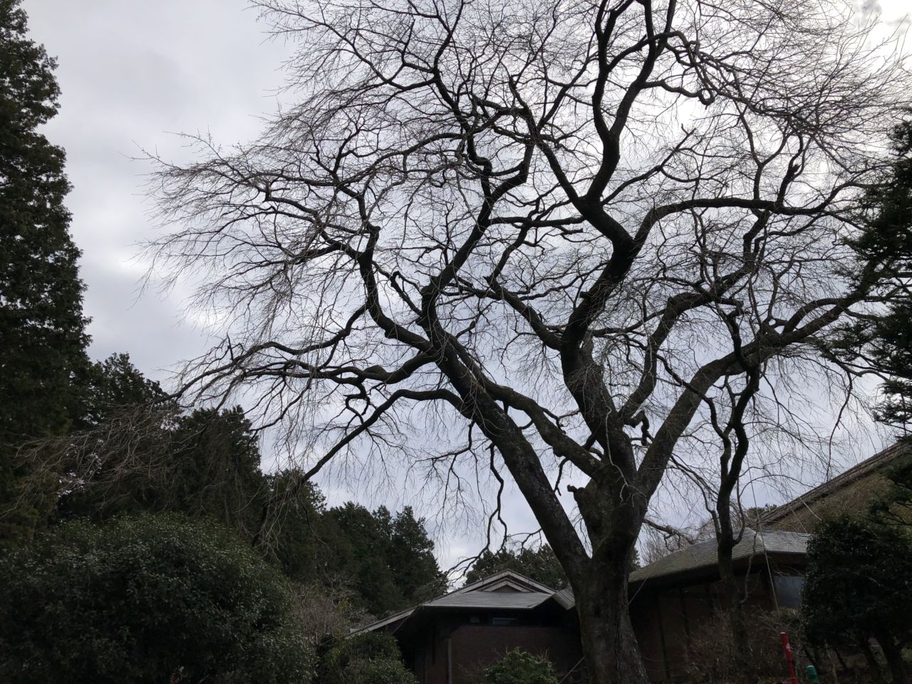 桜 開花状況「つぼみかたし」