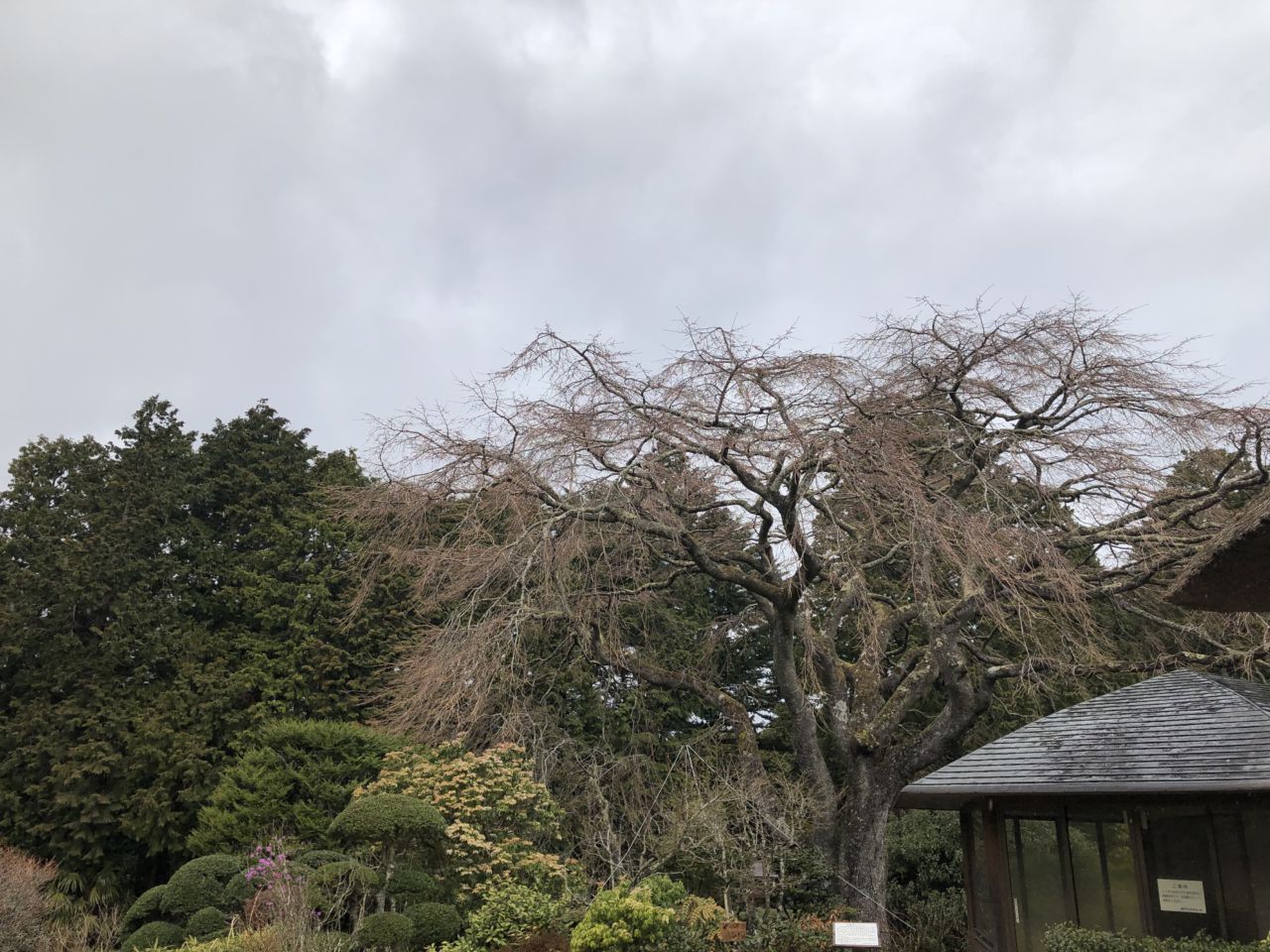 桜 開花状況「つぼみふくらむ」