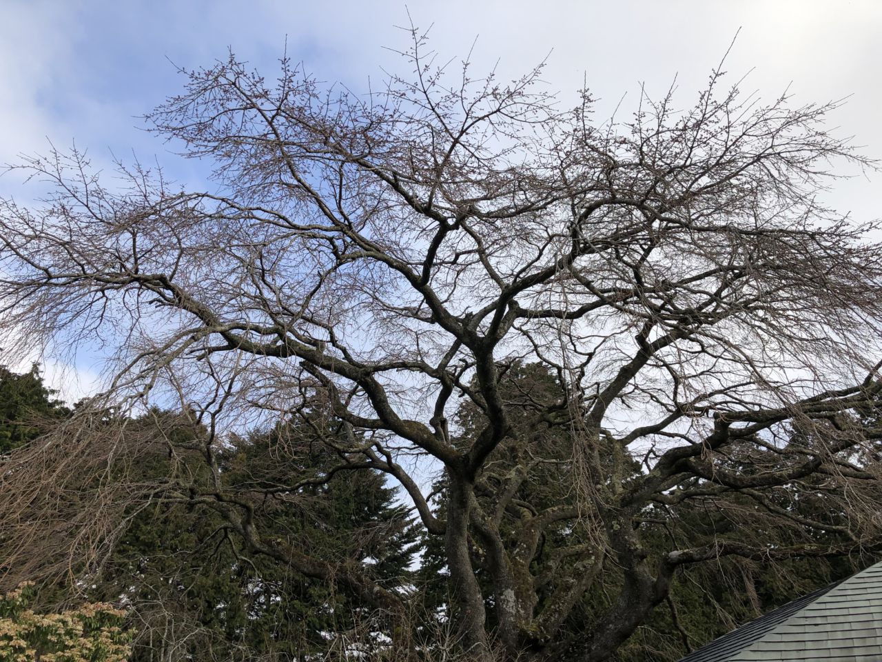 桜 開花状況「つぼみふくらむ」