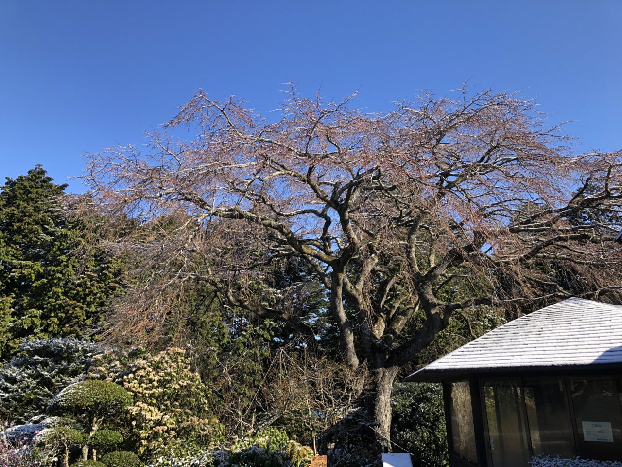 桜 開花状況 「つぼみふくらむ」