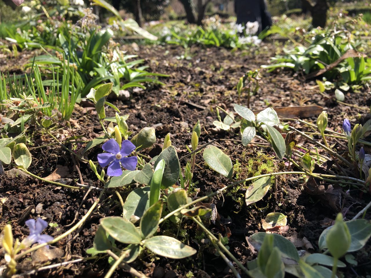 園内の花たち(3/24)現在の開花情報#75