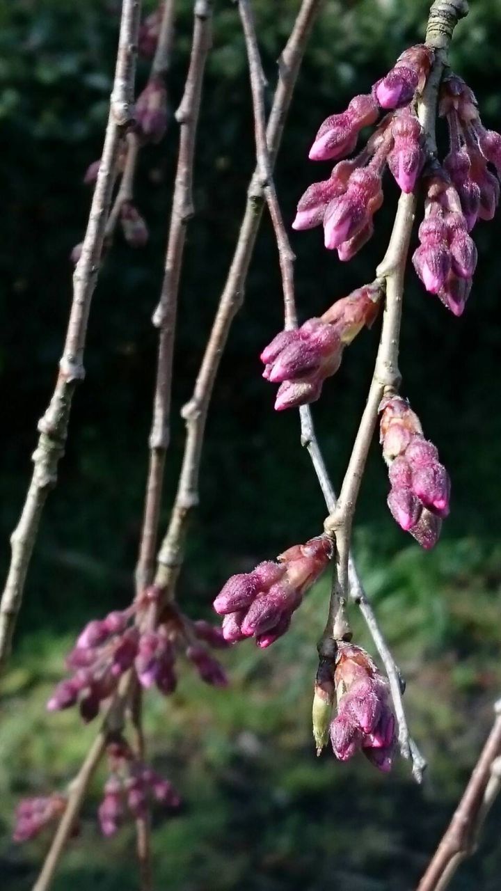 桜 開花状況 「つぼみふくらむ」