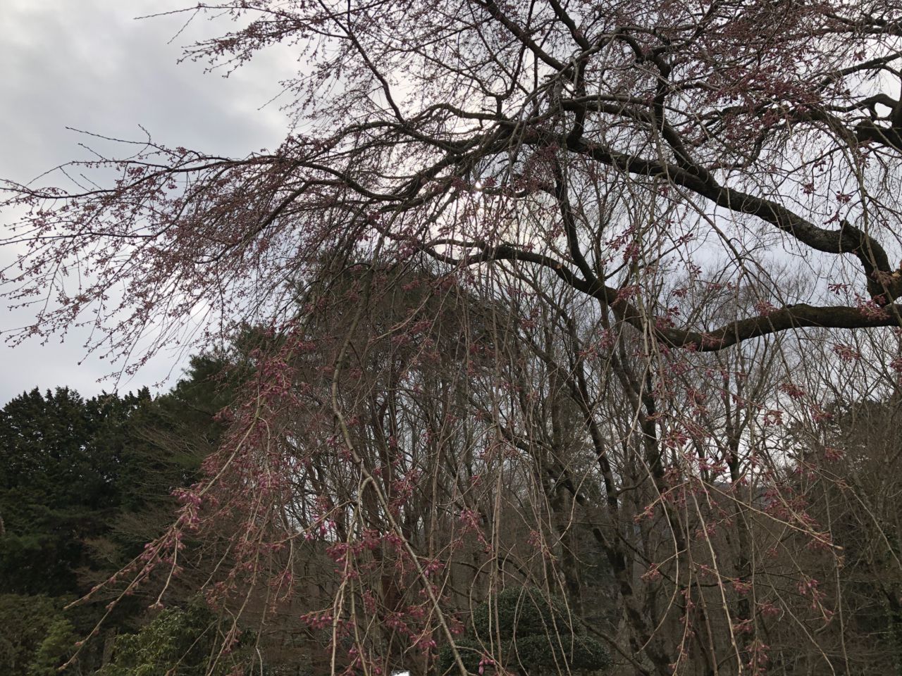 桜 開花状況 1分咲き