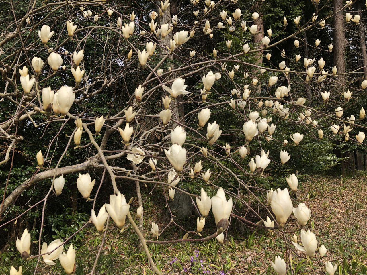 園内の花たち(3/29)現在の開花情報#76
