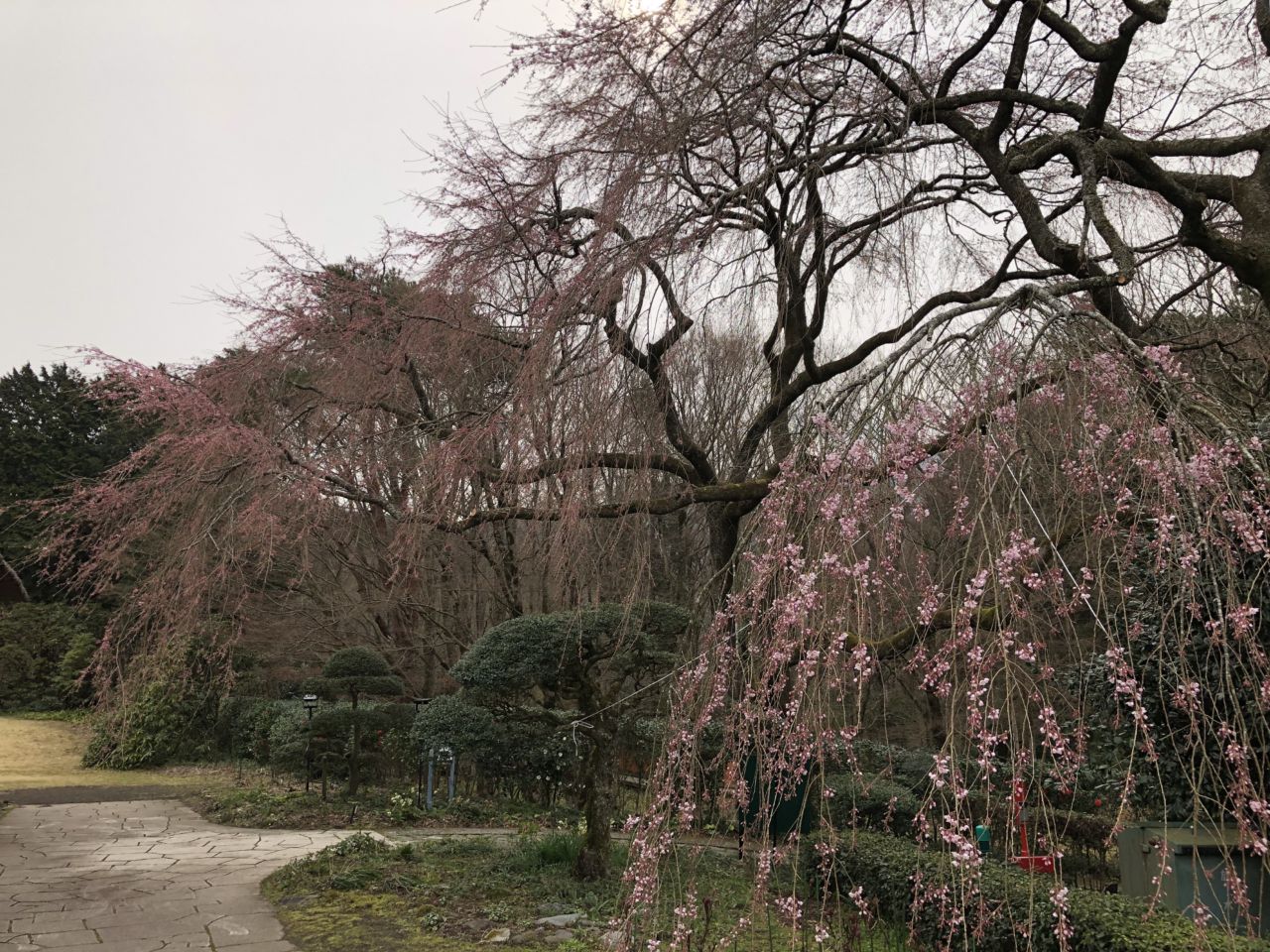 桜 開花状況 2分咲き | 秩父宮記念公園