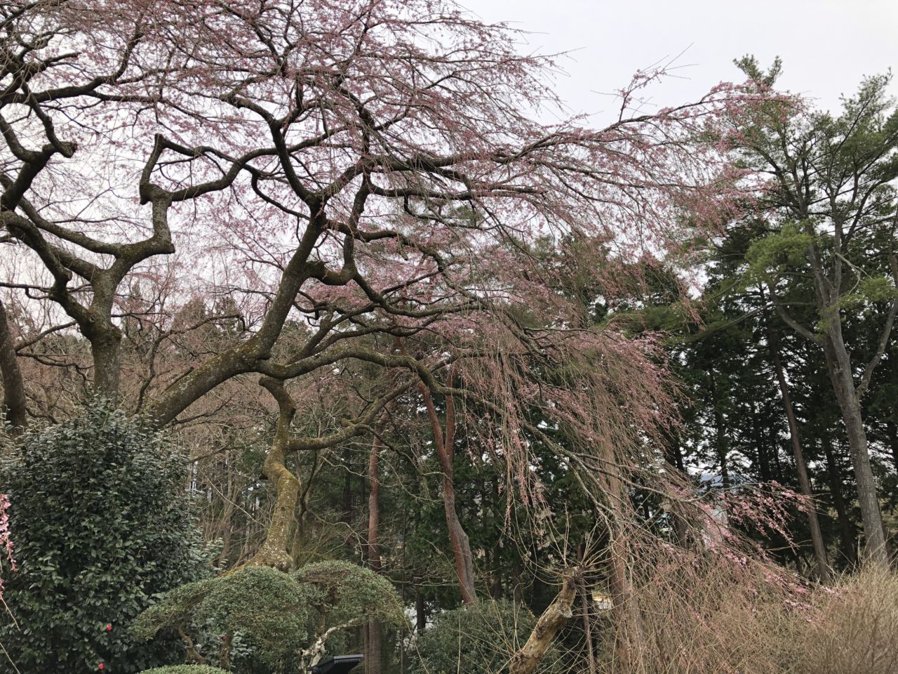 桜 開花状況 2分咲き | 秩父宮記念公園