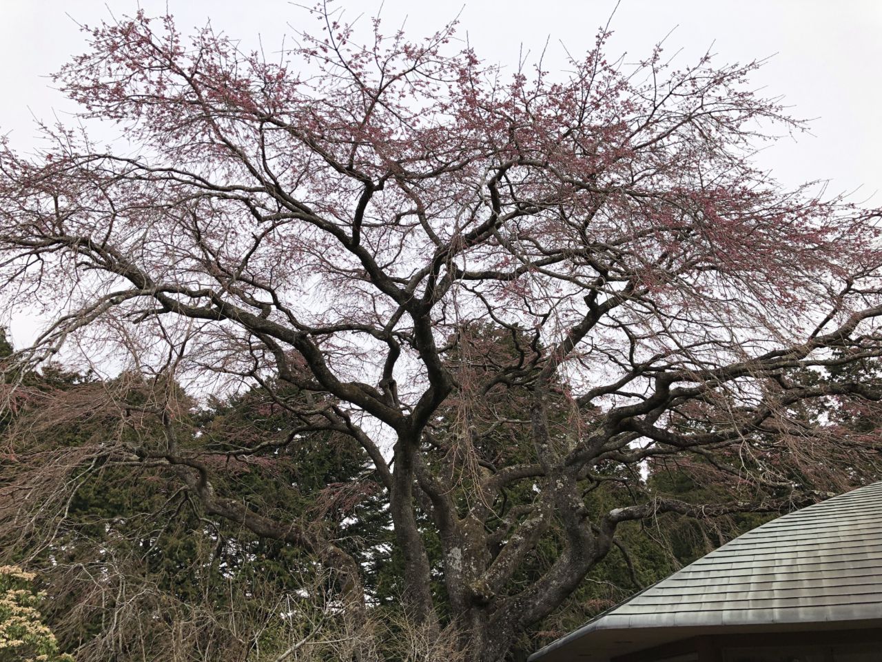 桜 開花状況 2分咲き