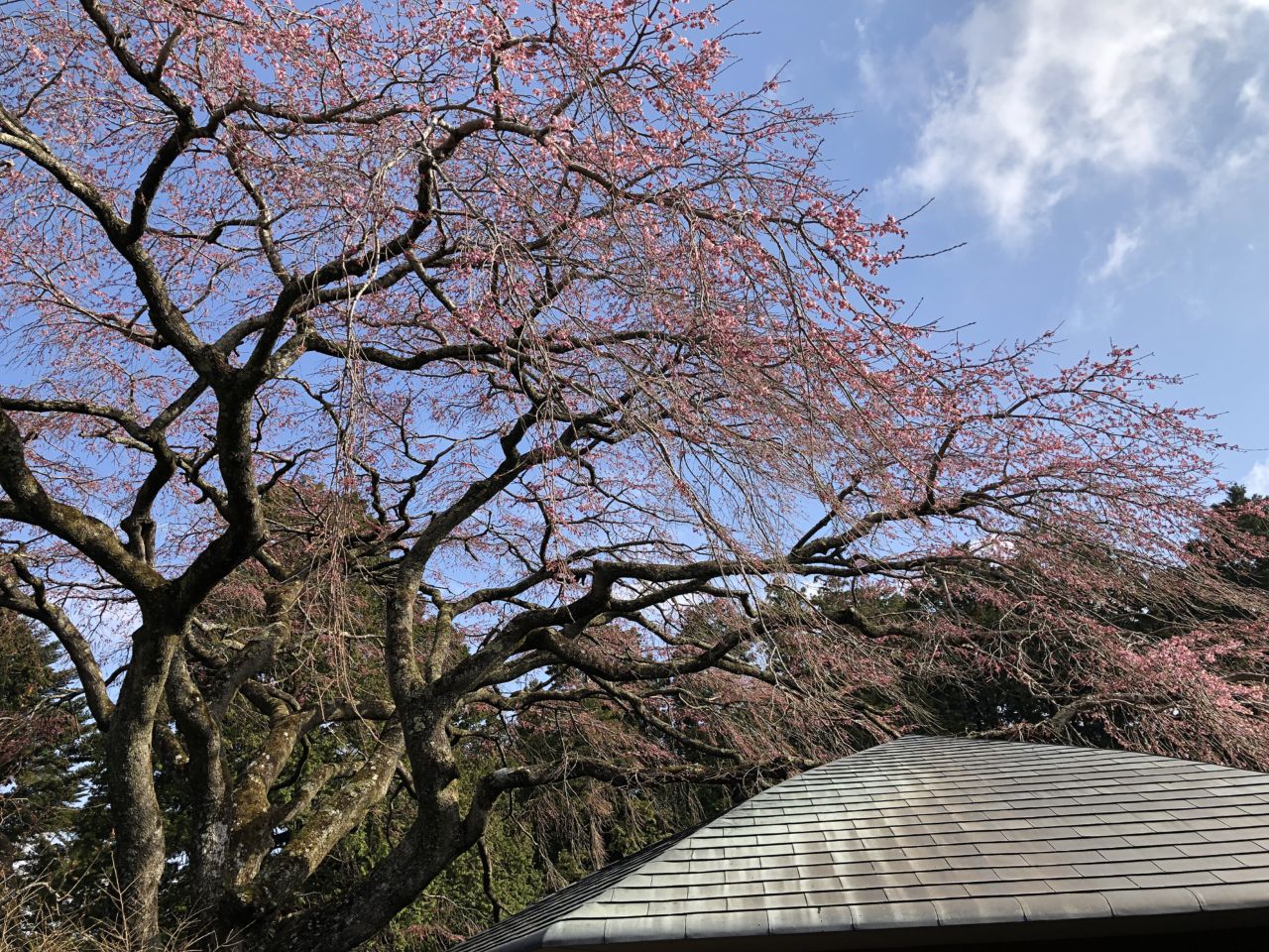 桜 開花状況 2分咲き