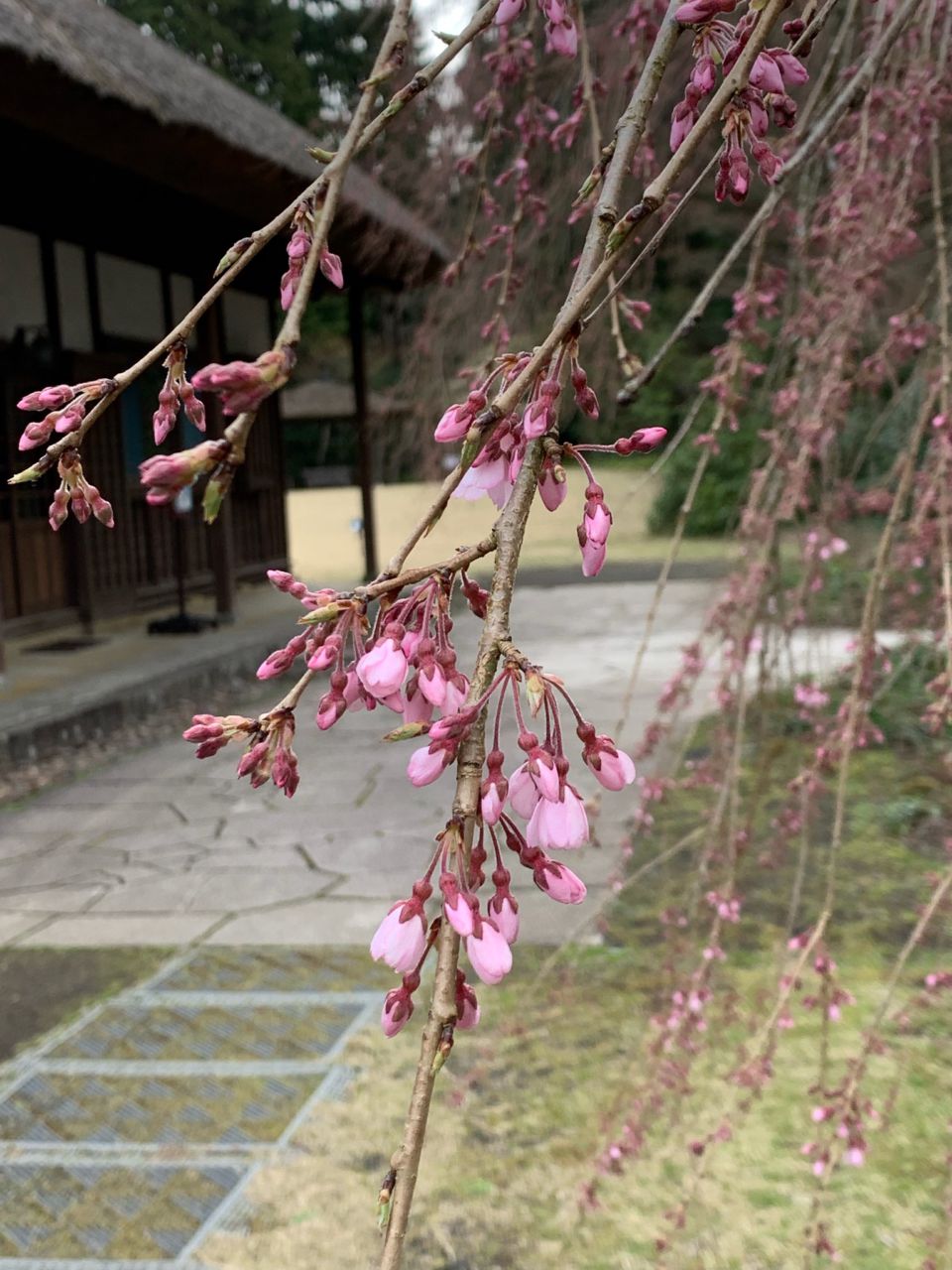 開花状況 開花