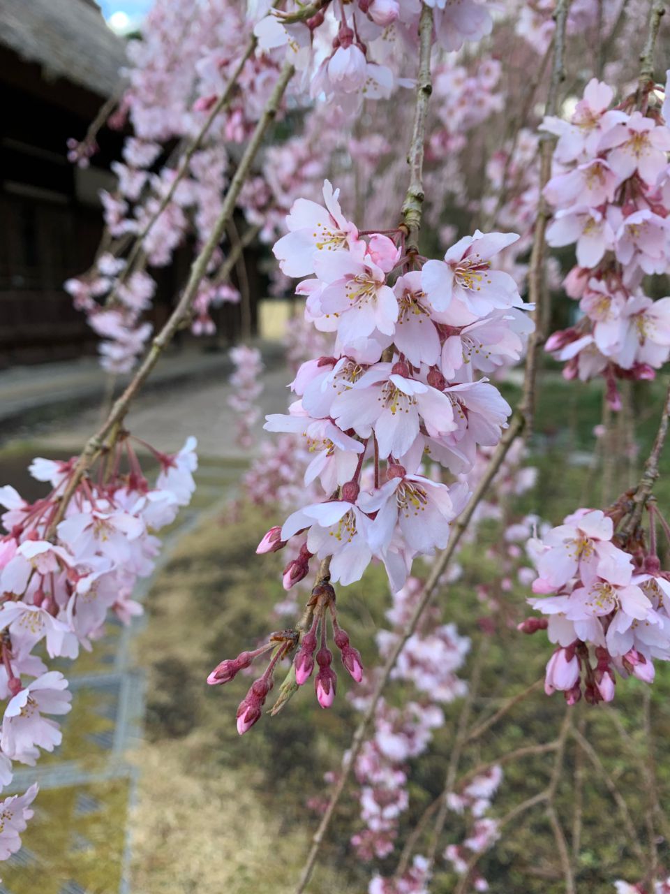 Lycee リセ 偶然の再会 玉樹桜 SP サイン はつゆきさくら
