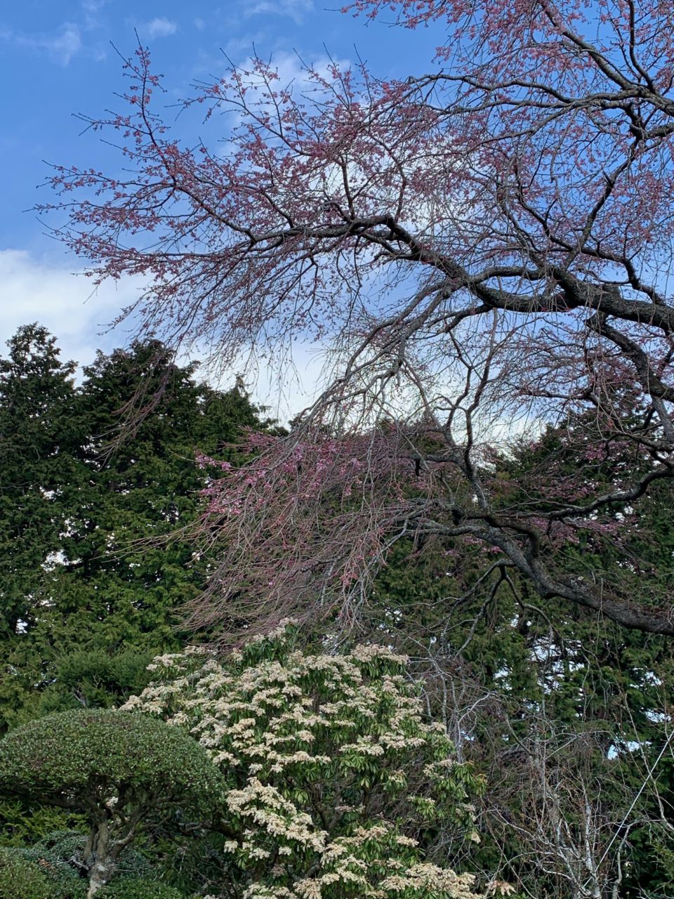 桜 開花状況 3分咲き