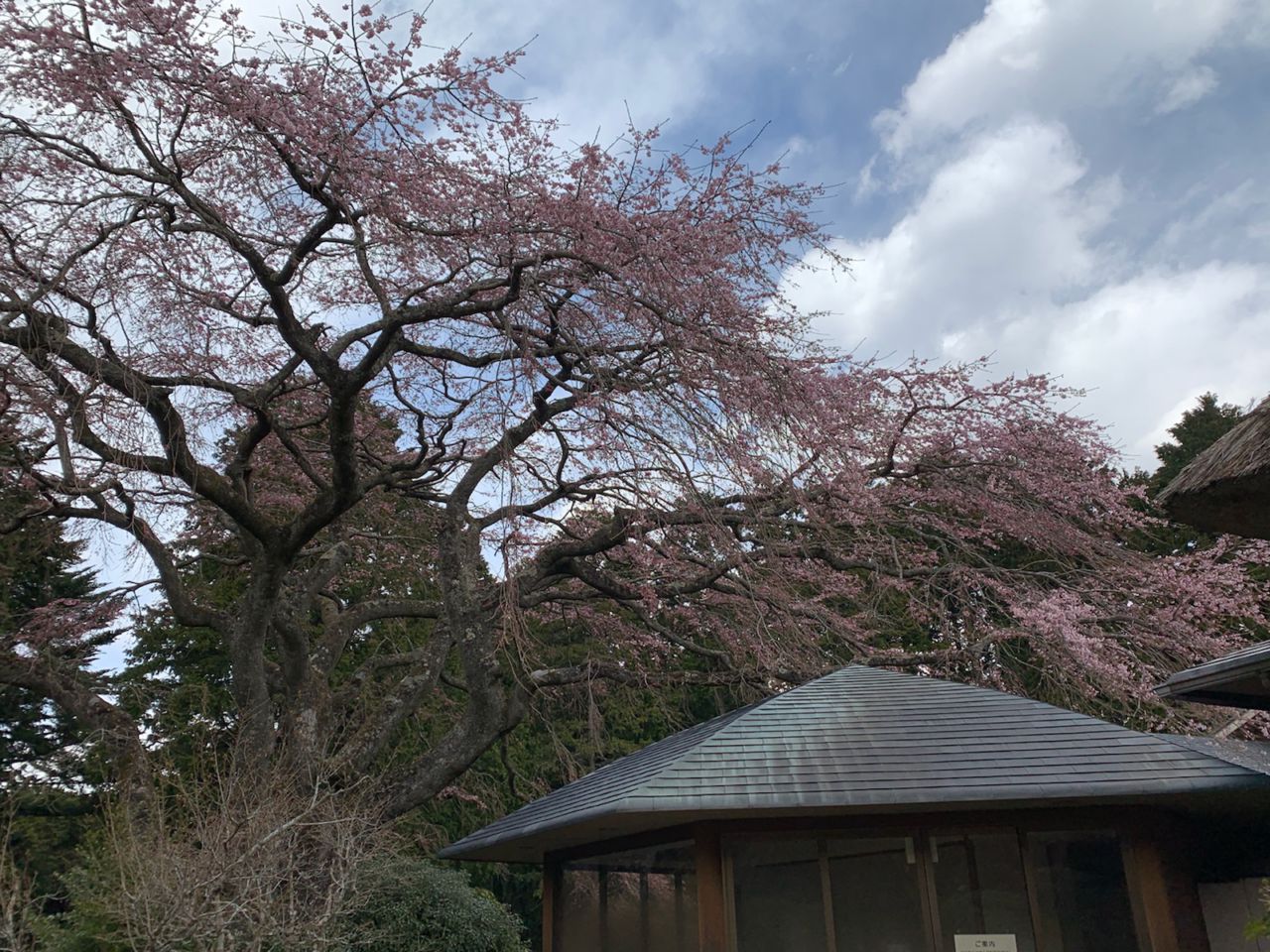 桜 開花状況 4分咲き