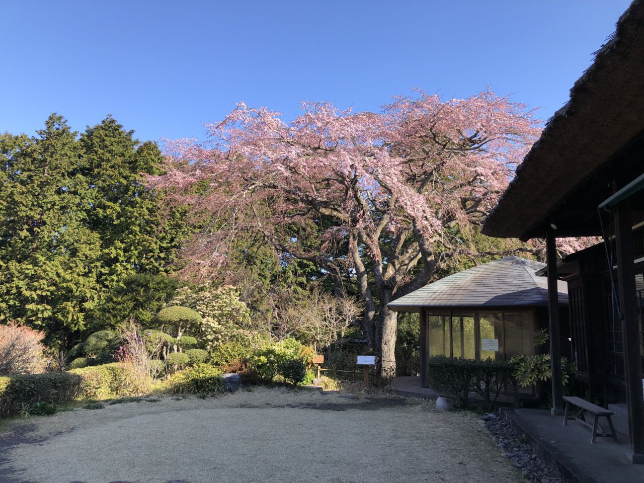 桜 開花状況 5分咲き