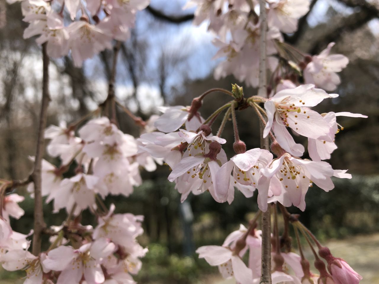 桜 開花状況 7分咲き