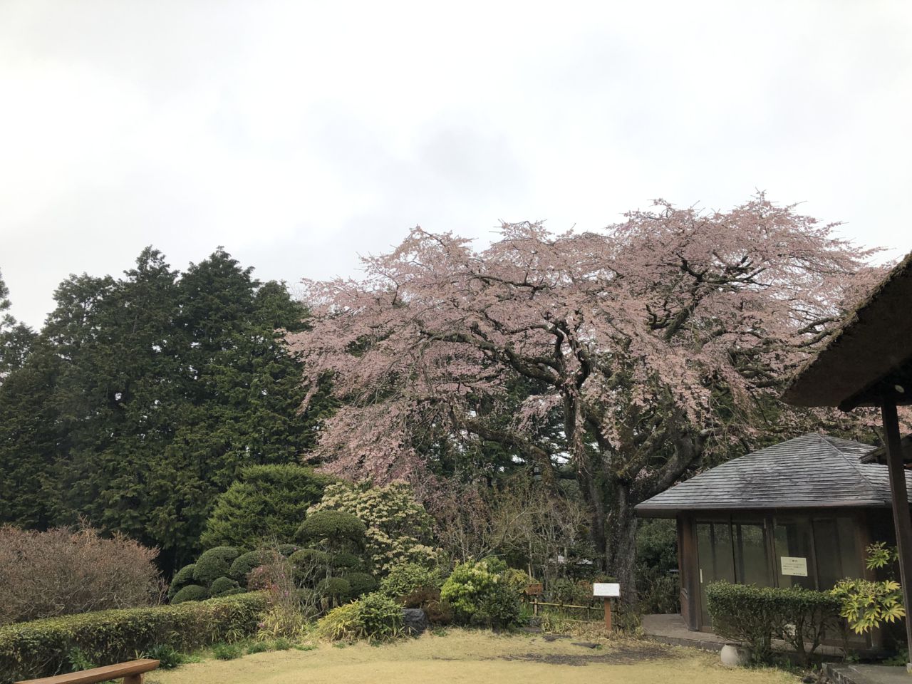 桜 開花状況 満開