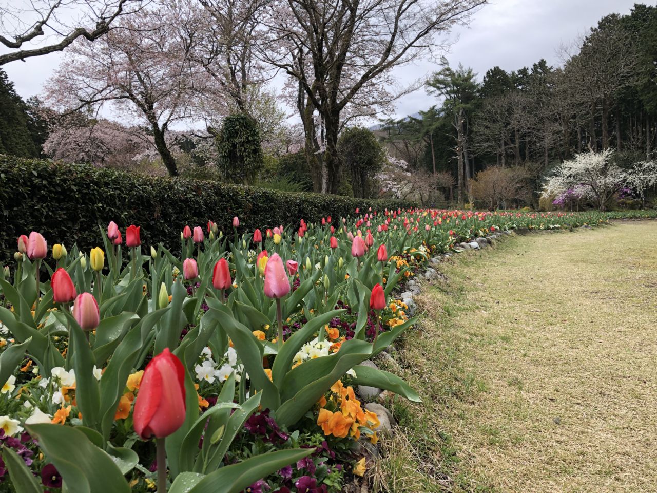 園内の花たち(4/12)現在の開花情報#1