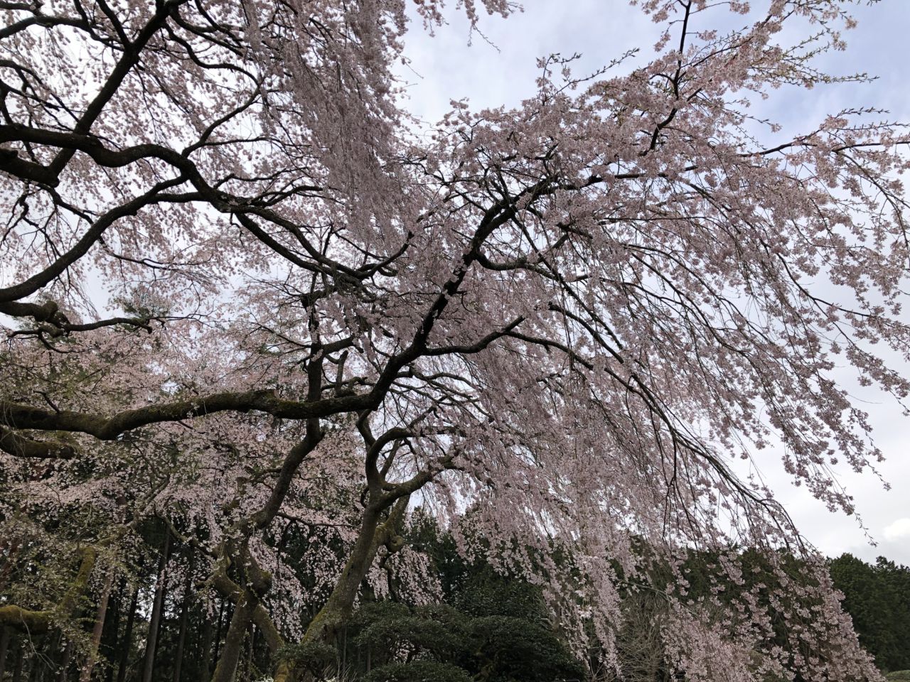 桜 開花状況 散り始め