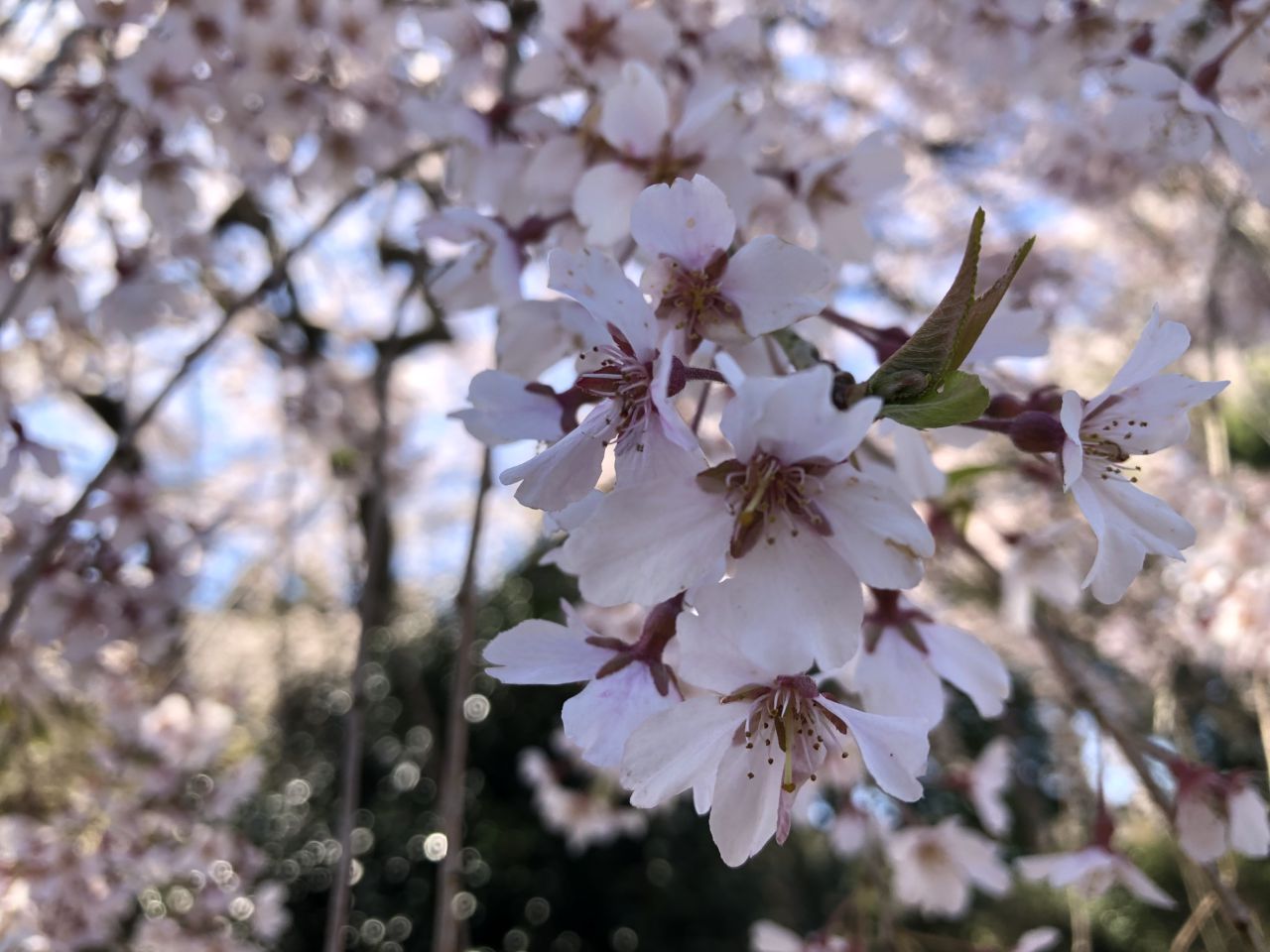 桜 開花状況 散り始め
