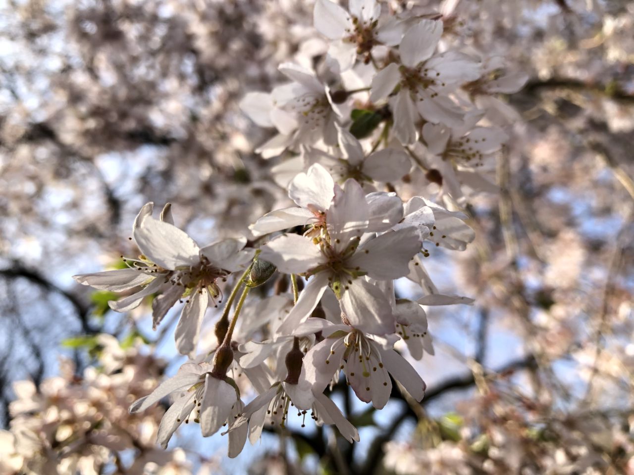 桜 開花状況 散り始め