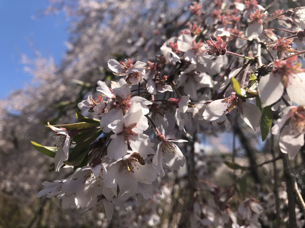 桜 開花状況 落下さかん