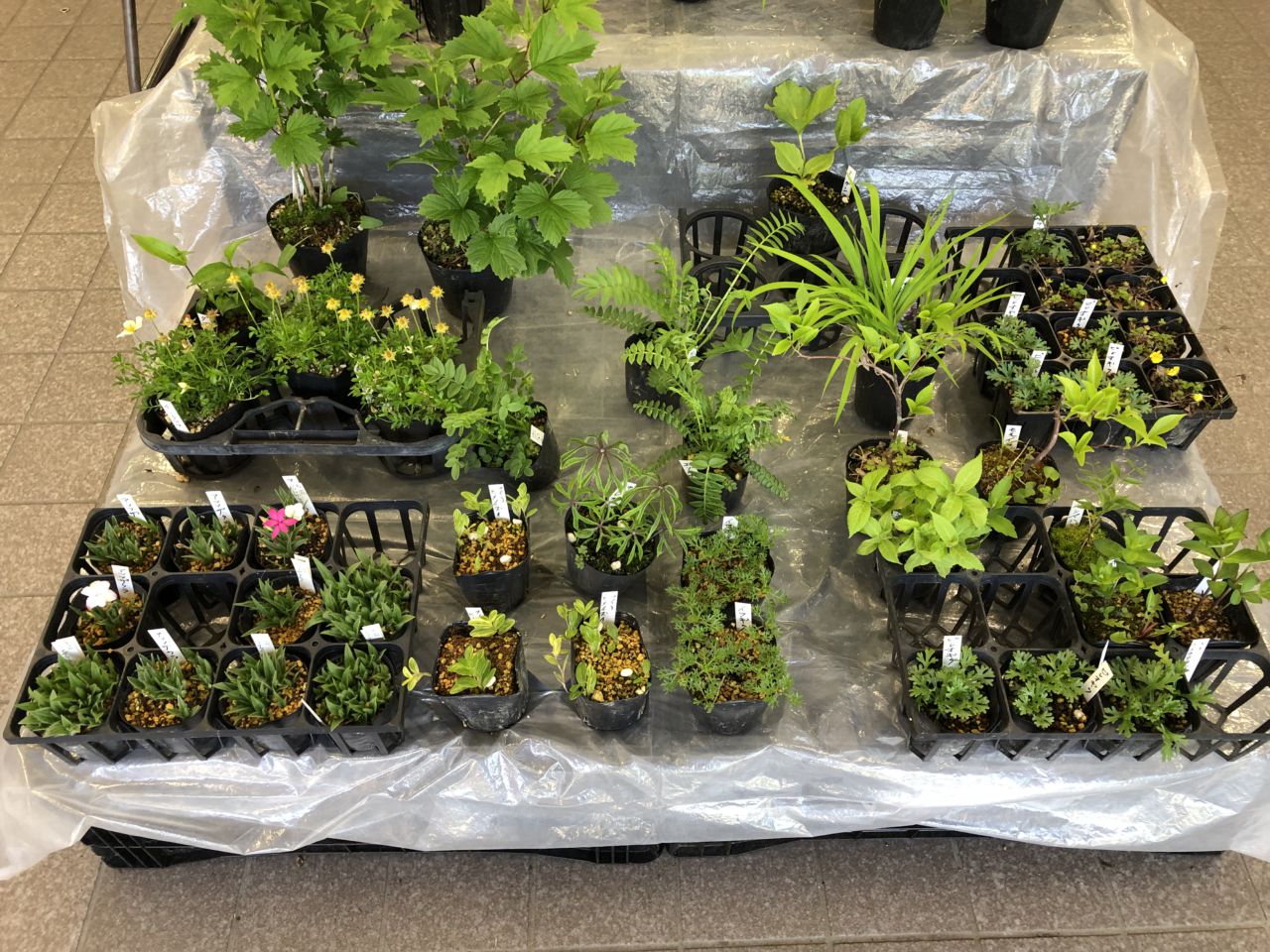春の山野草展開催中