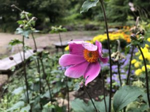園内の花たち(8/16)現在の開花状況#36