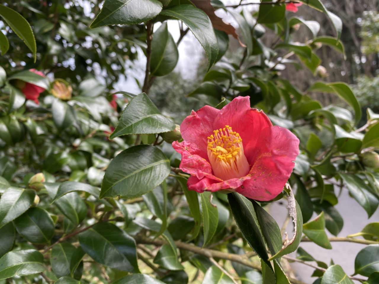 園内の花たち(1/14)現在の開花状況#66