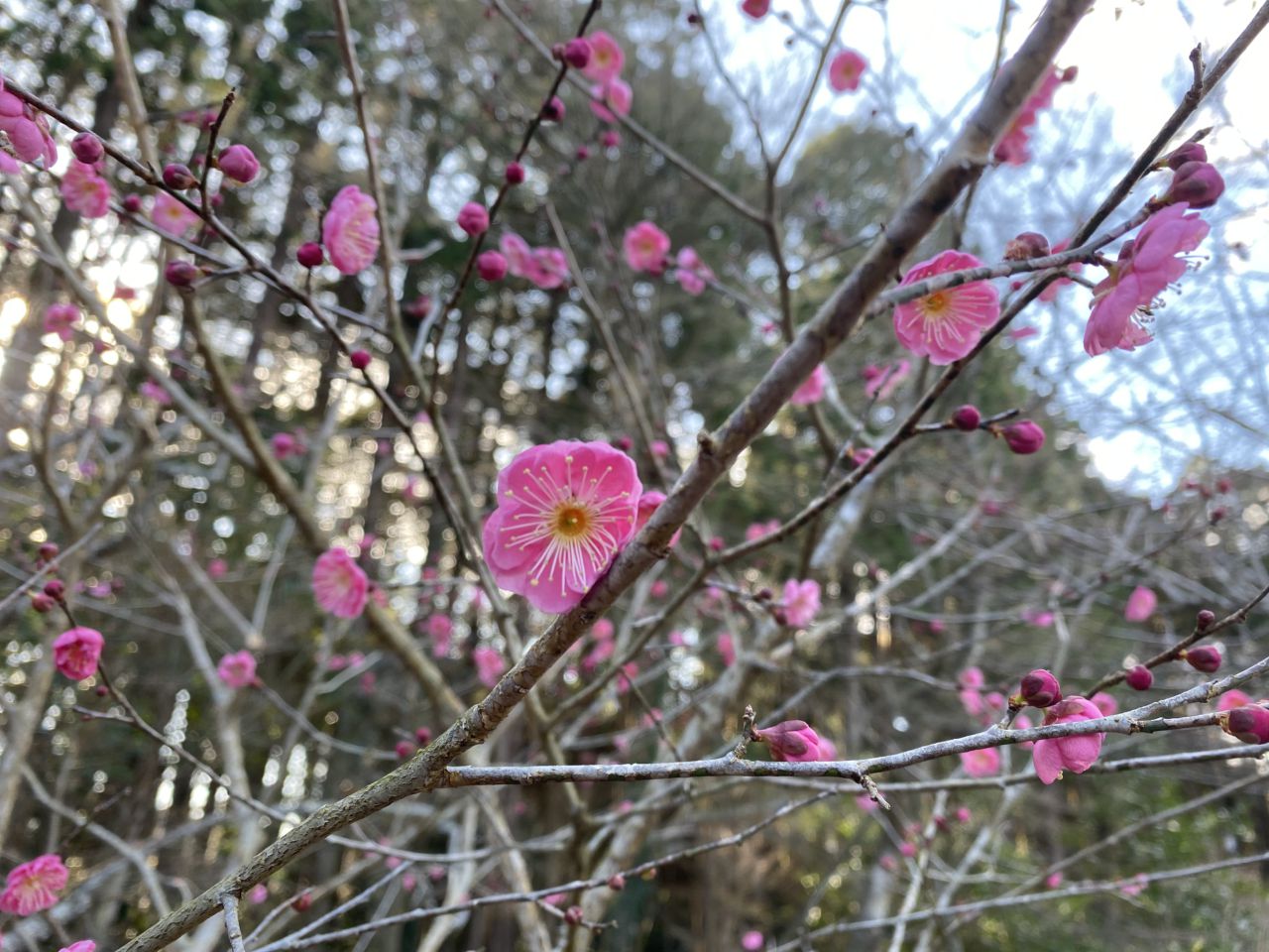 園内の花たち(1/30)現在の開花状況#67
