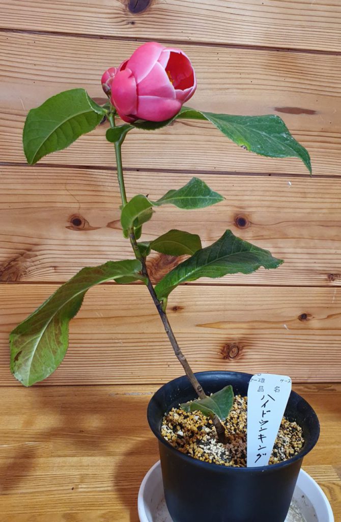 展示中の「ベトナムの椿」が開花しました。