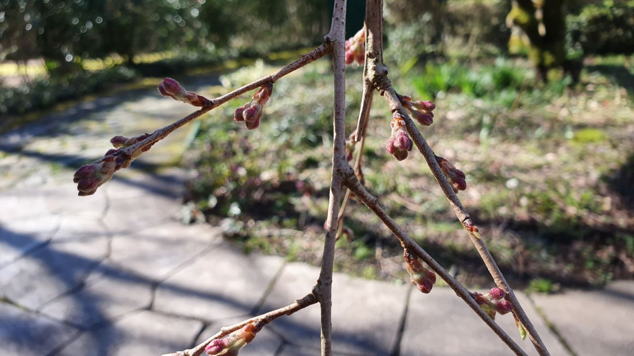 桜開花状況「つぼみ膨らむ」