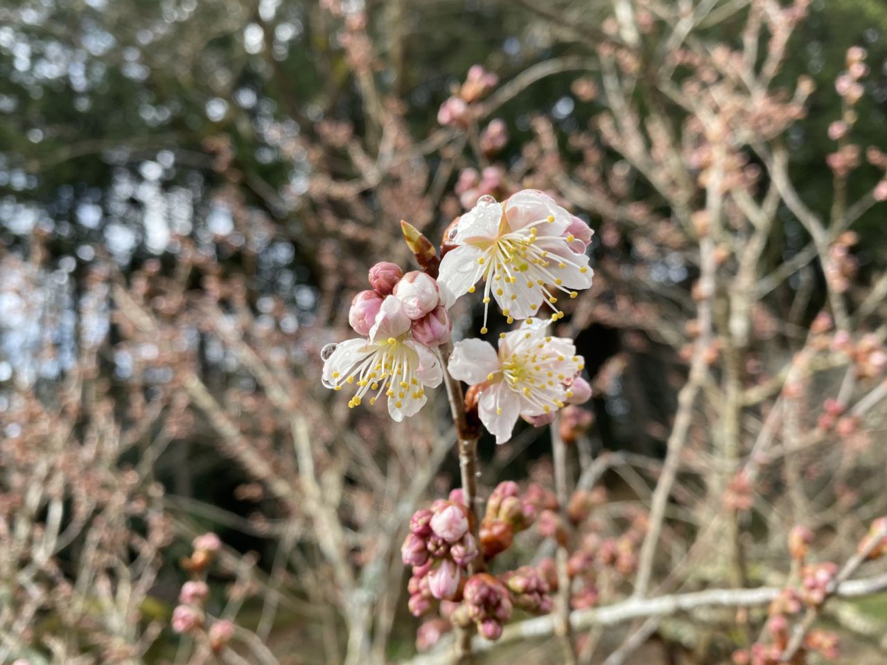 園内の花たち(3/5)現在の開花状況#73