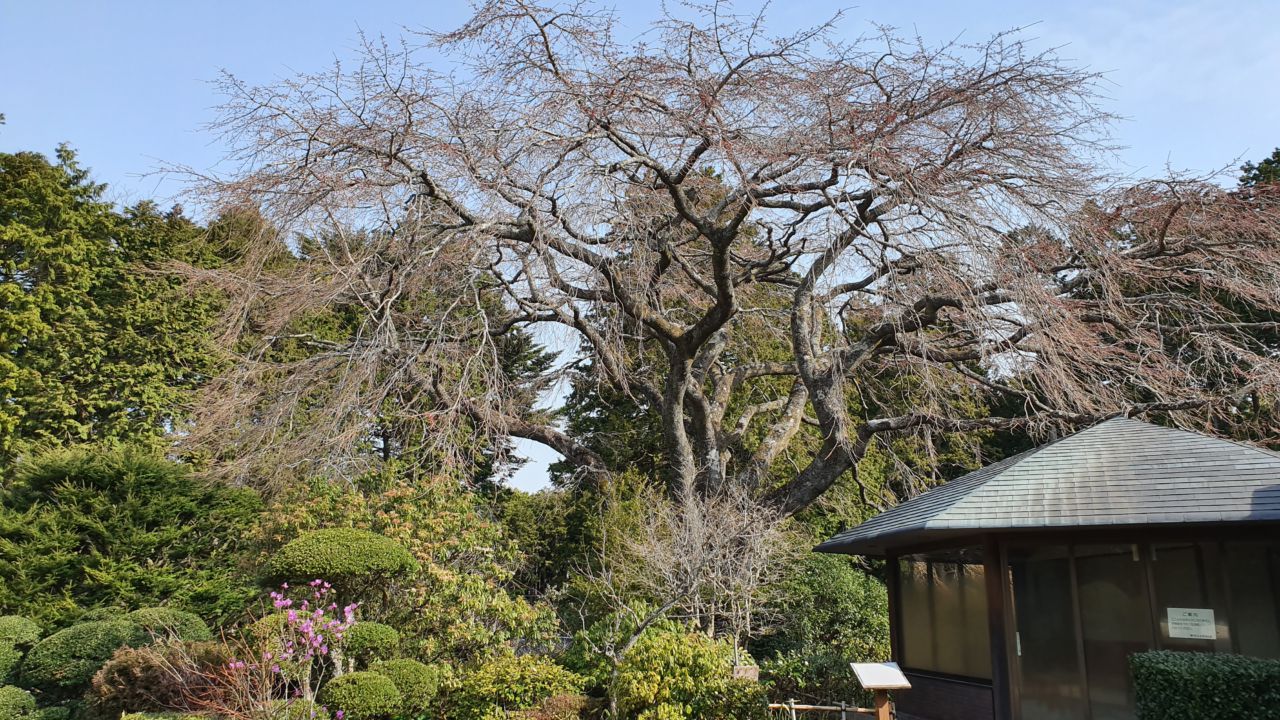 桜開花状況「つぼみ膨らむ」