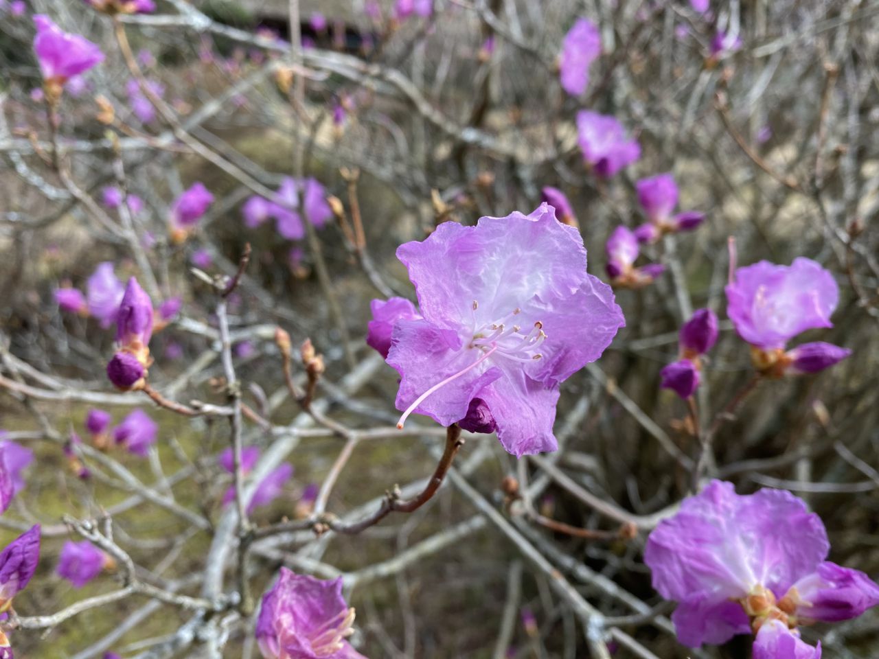 園内の花たち(3/1)現在の開花状況#72