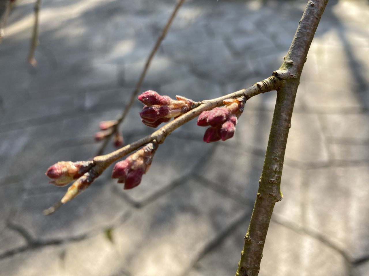 桜開花状況「つぼみふくらむ」