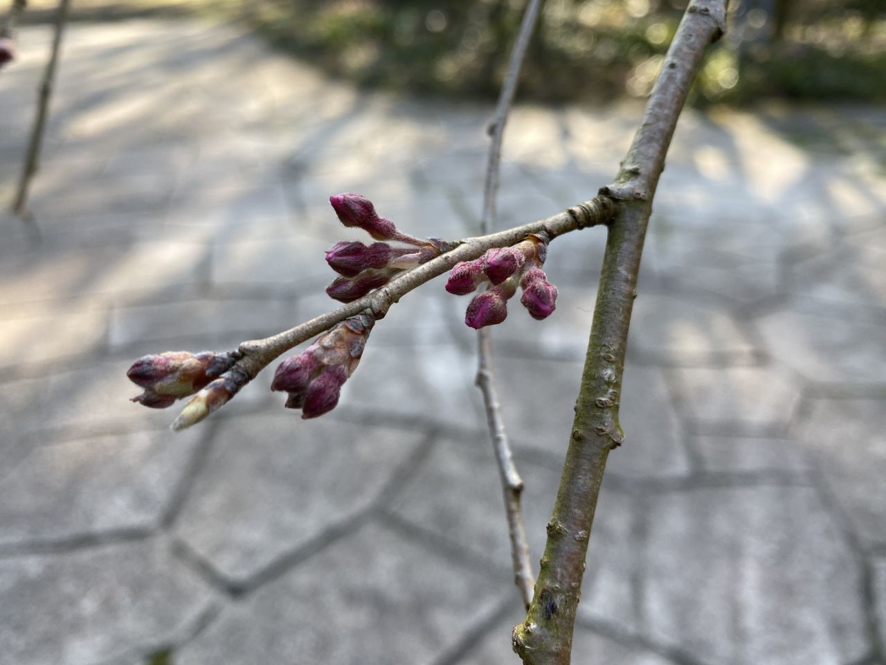 桜開花状況「つぼみふくらむ」