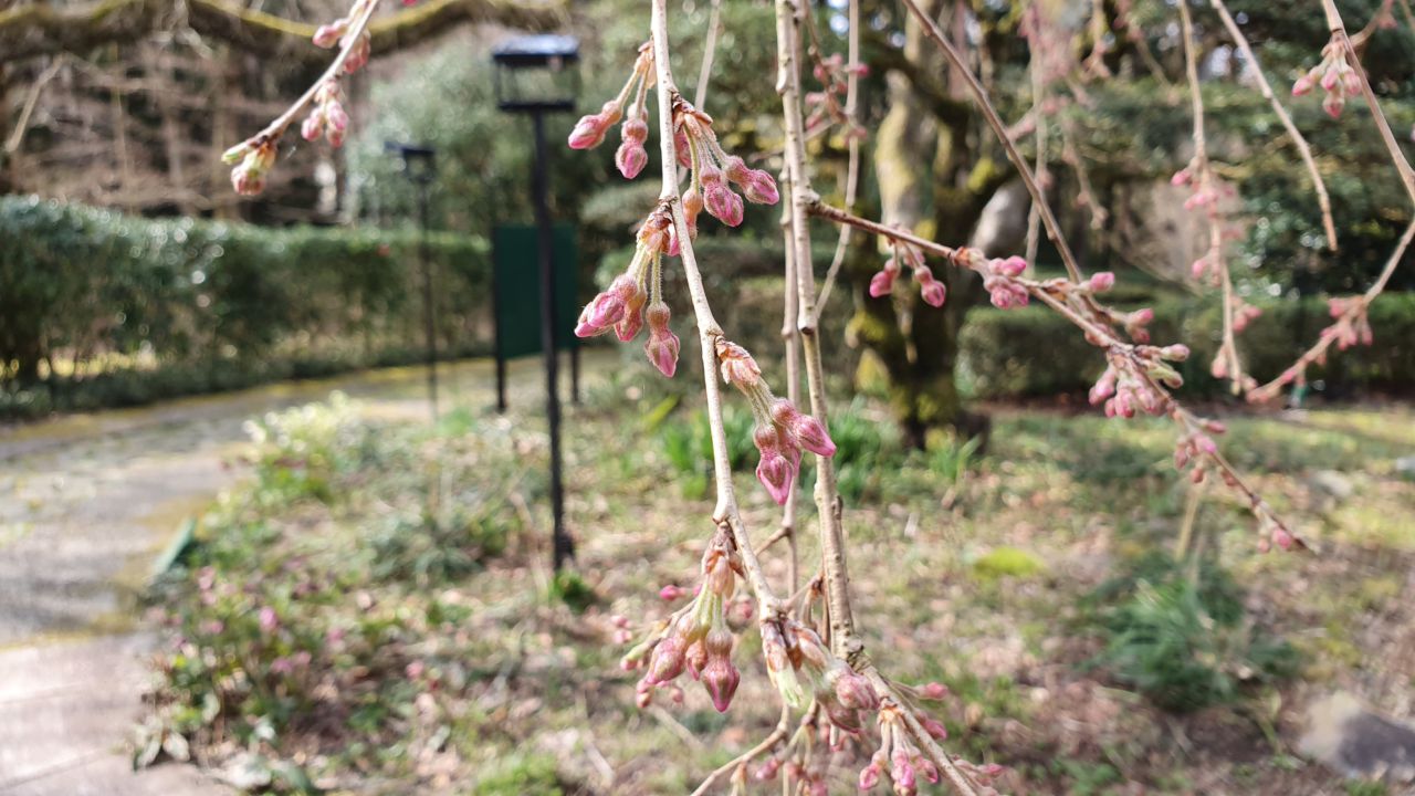 桜開花状況「開花」