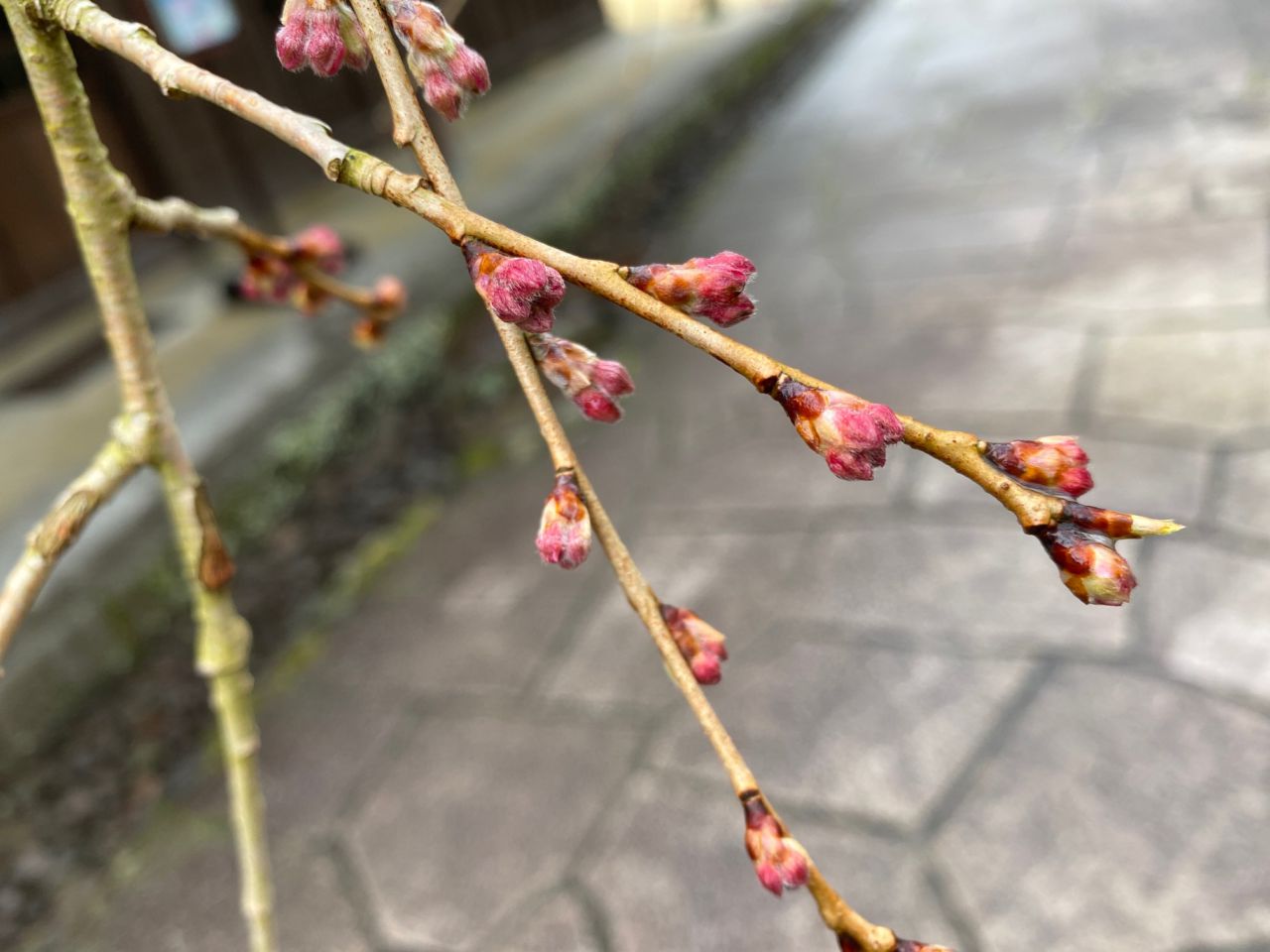 桜 開花状況「つぼみふくらむ」