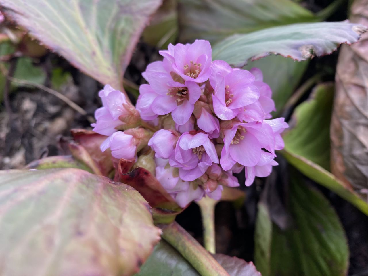 園内の花たち(3/14)現在の開花状況#75