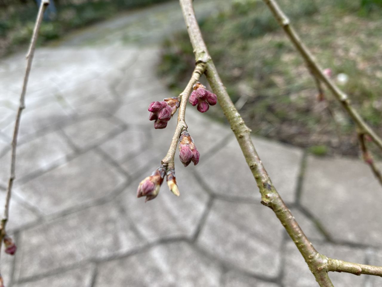 桜開花状況「つぼみふくらむ」