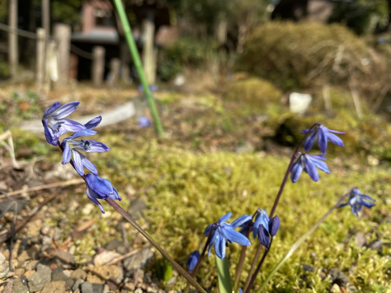 園内の花たち(3/17)現在の開花状況#76