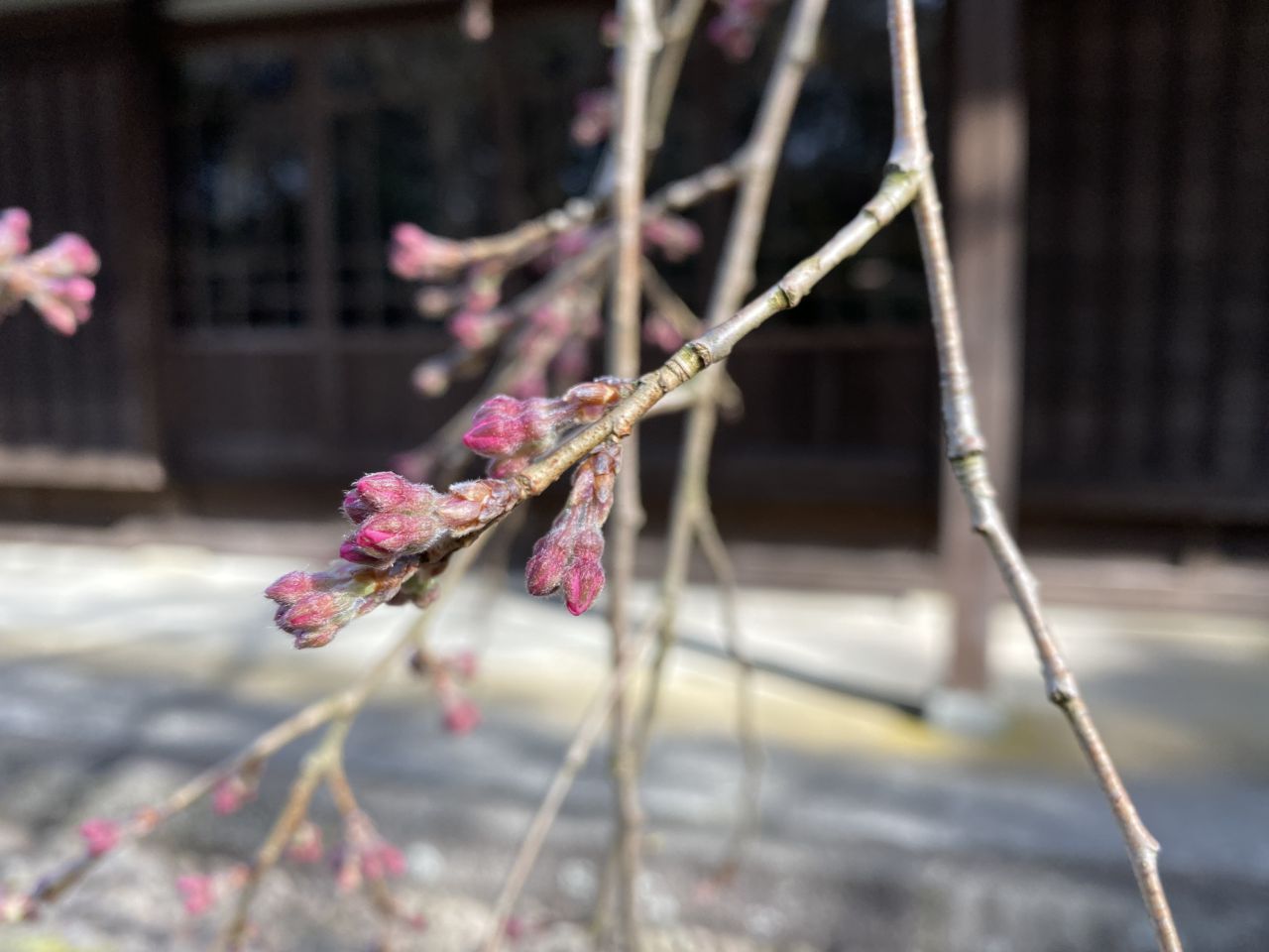 桜開花状況「つぼみふくらむ」