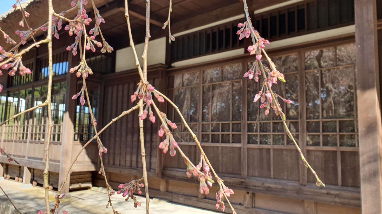 桜開花状況「開花」