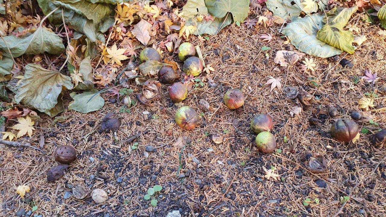 園内の花たち 12 17 現在の開花状況 57 秩父宮記念公園