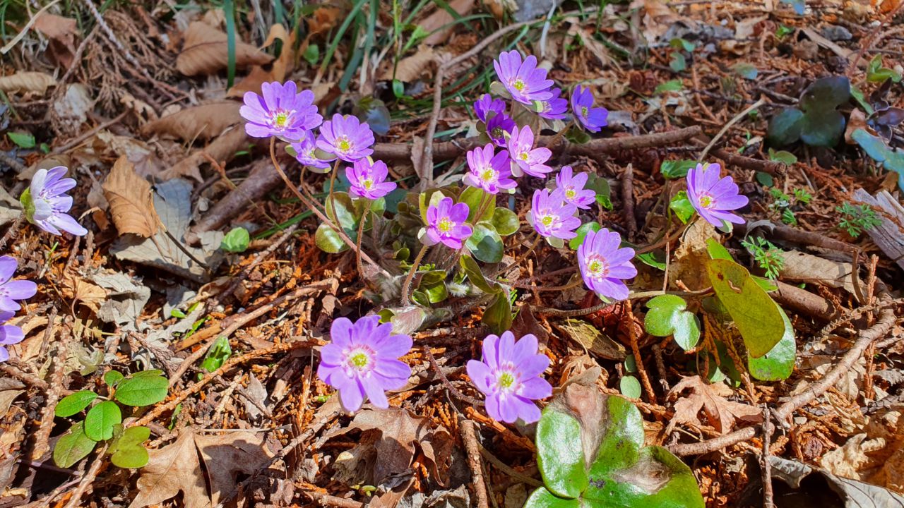 園内の花たち 3 18 現在の開花状況 70 秩父宮記念公園